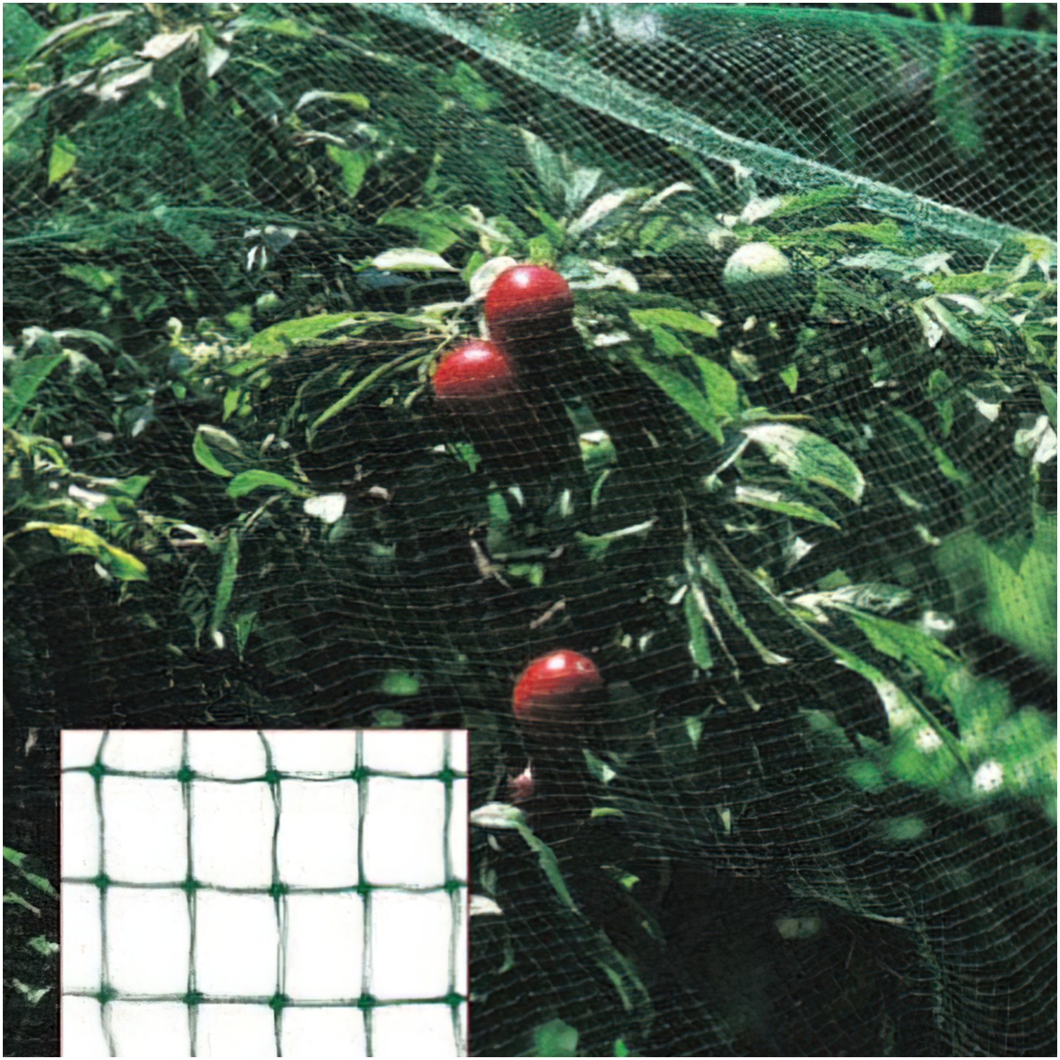 Malla Antipajaros (Rollo 4 x 5 Metros) Red Proteger Arboles, Cultivos, Frutas.